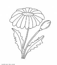Ромашка Красивые цветы ромашки для скачивания и печати