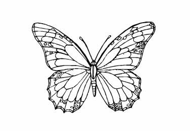 Бабочка красивые бабочки хорошего качества 