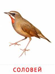 Птицы Карточки птицы