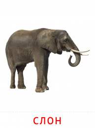 Животные Карточки животные