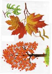 Окружающий мир Карточки с деревьями кустарниками листьями и грибами