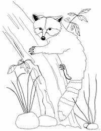 Енот Животное енот