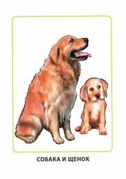 Дети и родители Карточки по окружающему миру. Мамы и дети. Раннее развитие детей.