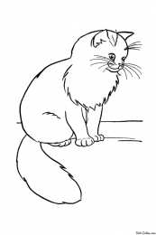 Кошка Коты. Раскраски с грациозными домашними животными 