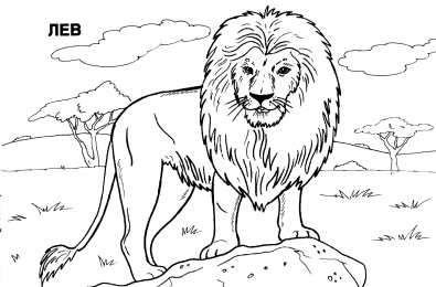 Лев Раскраски для мальчиков. Африканские животные. Лев король зверей
