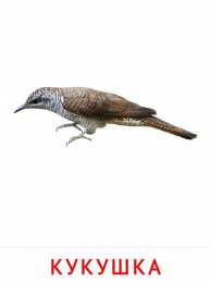 Птицы Карточки птицы