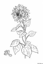 Подсолнух Подсолнух