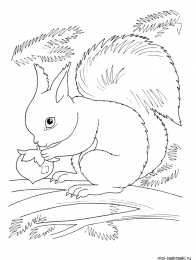 Раскраска Белка Белка Изучаем грызунов