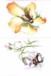 Насекомые Карточки с насекомыми 