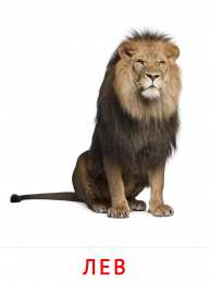 Животные Карточки животные