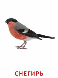 Птицы Карточки птицы