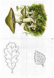 Окружающий мир Карточки с деревьями кустарниками листьями и грибами