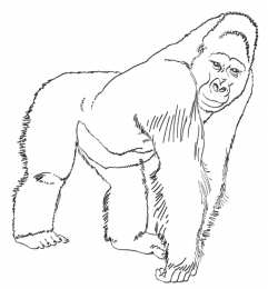 Горилла  Горилла. Большие обезьяны