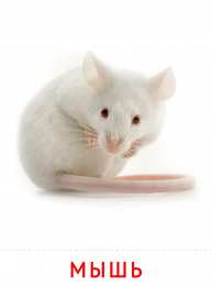 Животные Карточки животные