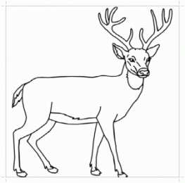 Олень Животные леса, олень