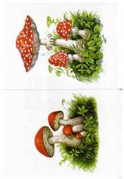 Окружающий мир Карточки с деревьями кустарниками листьями и грибами