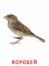 Птицы Карточки птицы