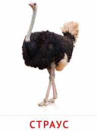 Птицы Карточки птицы