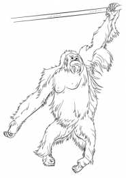 Орангутанг Обезьяна орангутанг. Самое умное животное после человека