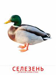 Птицы Карточки птицы