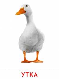 Птицы Карточки птицы