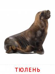 Животные Карточки животные