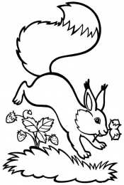 Раскраска Белка Белка Изучаем грызунов