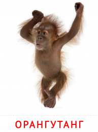 Животные Карточки животные