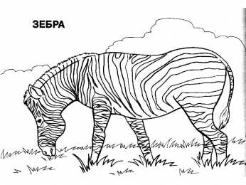 Зебра Полосатая зебра
