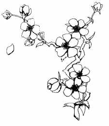 Весна Раскраски с изображением цветущего дерева.