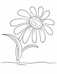 Ромашка Красивые цветы ромашки для скачивания и печати