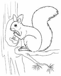 Раскраска Белка Белка Изучаем грызунов
