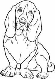 Собака Собака друг человека. Домашние животные