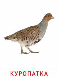 Птицы Карточки птицы