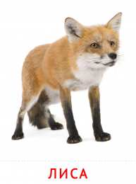 Животные Карточки животные