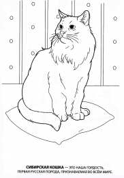 Кошка Коты. Раскраски с грациозными домашними животными 