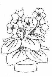 Фиалка Домашний цветок фиалки