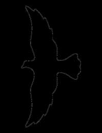 Контуры птицы Скачать раскраски с контурами птиц онлайн.