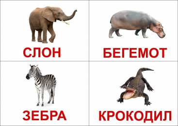 Окружающий мир Карточки с животными и насекомыми