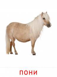 Животные Карточки животные