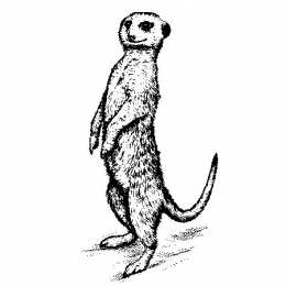 Сурикат Сурикаты стоят на задних лапках