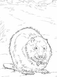 Бобер Животное бобер. Бобры могут строить платины и грызть деревья