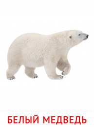 Животные Карточки животные