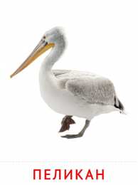 Птицы Карточки птицы