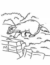 Барсук Барсук