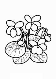 Фиалка Домашний цветок фиалки