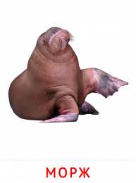 Животные Карточки животные