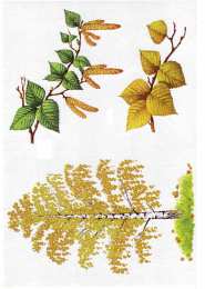 Окружающий мир Карточки с деревьями кустарниками листьями и грибами