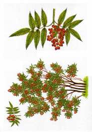 Окружающий мир Карточки с деревьями кустарниками листьями и грибами