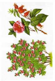 Окружающий мир Карточки с деревьями кустарниками листьями и грибами